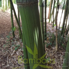20200703 Phyllostachys Bambusoides 'Marliacea' Planbuisson (3)