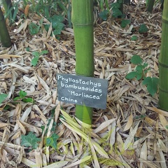 20200703 Phyllostachys Bambusoides 'Marliacea' Planbuisson (4)