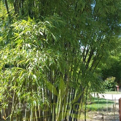 20200822 Phyllostachys Bambusoides 'Marliacea' Anduze (1)