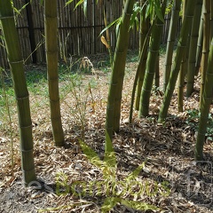 20200822 Phyllostachys Bambusoides 'Marliacea' Anduze (2)