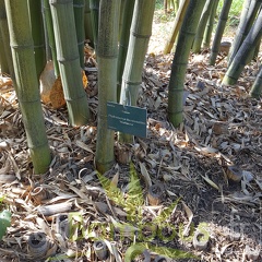 20200822 Phyllostachys Bambusoides 'Marliacea' Anduze (3)