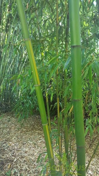 20200703 Phyllostachys Bambusoides 'Mixta' Planbuisson (2)