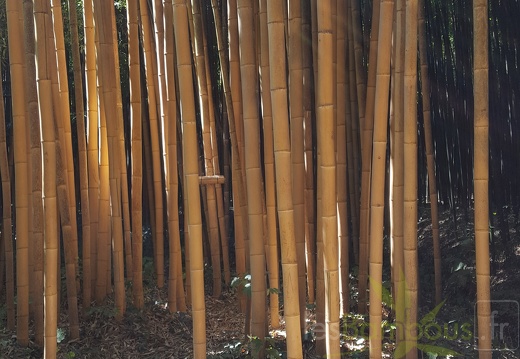 20200822 Phyllostachys Bambusoides 'Holochrysa' Anduze (1)