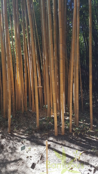 20200822 Phyllostachys Bambusoides 'Holochrysa' Anduze (1)