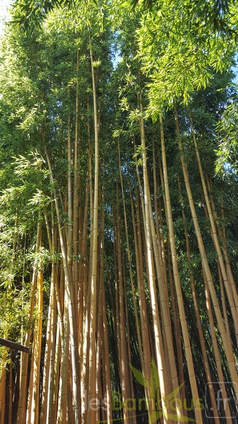 20200822 Phyllostachys Bambusoides 'Holochrysa' Anduze (3)