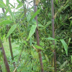 Cantori