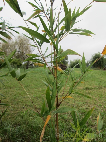 Semiarundinaria Fortis