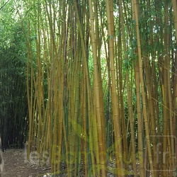 Bambusoides Sulphurea