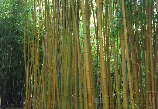 20200703 Phyllostachys Bambusoides 'Sulphurea'  Planbuisson (1)