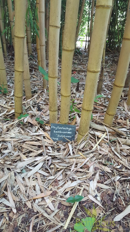 20200703 Phyllostachys Bambusoides 'Sulphurea'  Planbuisson (2)