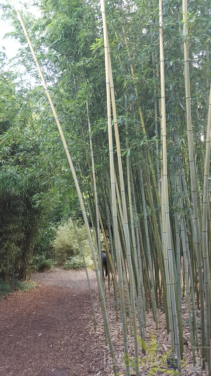20200703 Phyllostachys Bissetii Planbuisson