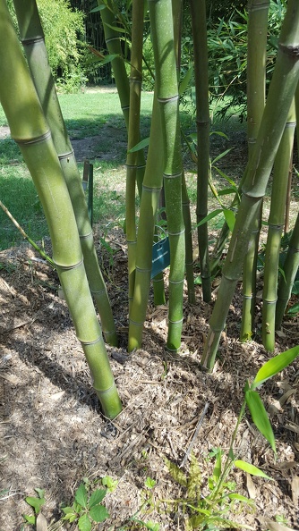 20200822 Phyllostachys Dulcis Anduze (2)