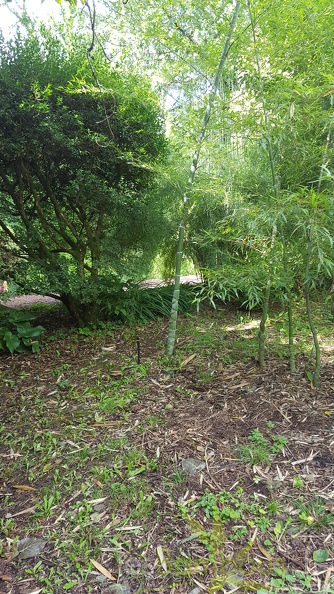20200703 Phyllostachys Edulis 'Heterocycla' 'Kikko' Planbuisson (2)