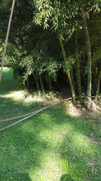 20200822 Phyllostachys Edulis 'Heterocycla' 'Kikko' Anduze (1)