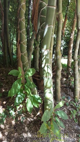 20200822 Phyllostachys Edulis 'Heterocycla' 'Kikko' Anduze (3)