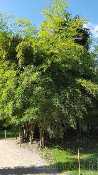 20200822 Phyllostachys Edulis 'Heterocycla' 'Kikko' Anduze (4)