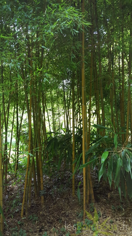 20200703 Phyllostachys Edulis 'Nabeshimana' Planbuisson (1)