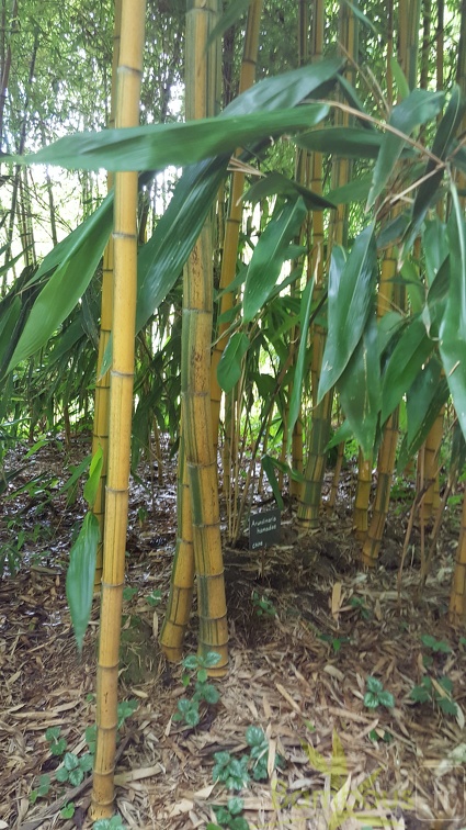 20200703 Phyllostachys Edulis 'Nabeshimana' Planbuisson (2)