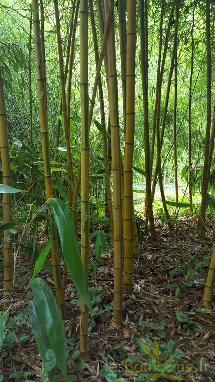 20200703 Phyllostachys Edulis 'Nabeshimana' Planbuisson (4)