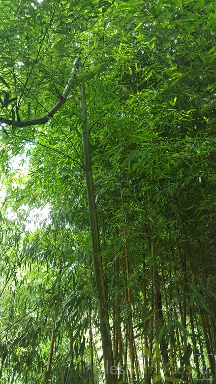 20200703 Phyllostachys Edulis 'Nabeshimana' Planbuisson (6)