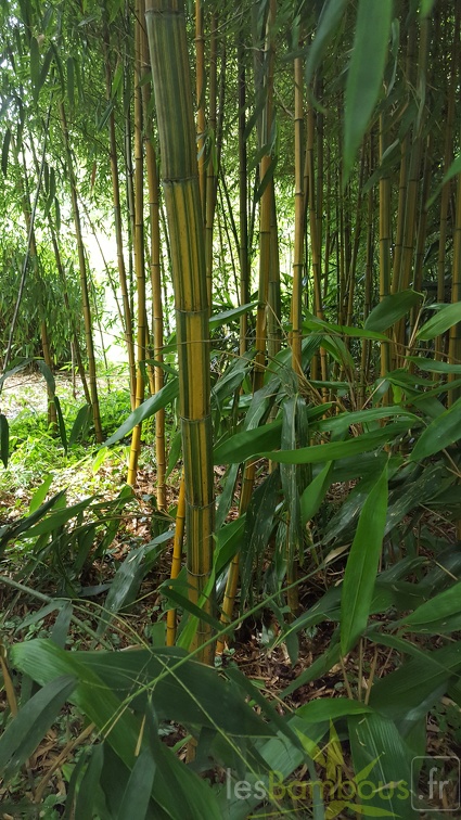 20200703 Phyllostachys Edulis 'Nabeshimana' Planbuisson (7)
