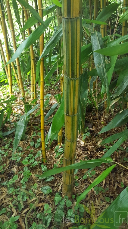 20200703 Phyllostachys Edulis 'Nabeshimana' Planbuisson (8)