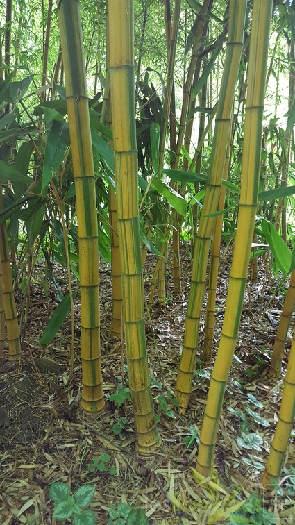 20200703 Phyllostachys Edulis 'Nabeshimana' Planbuisson (9)