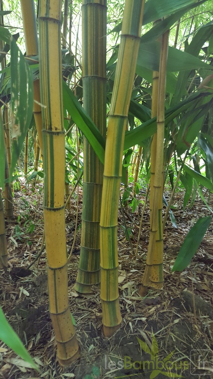 20200703 Phyllostachys Edulis 'Nabeshimana' Planbuisson (10)