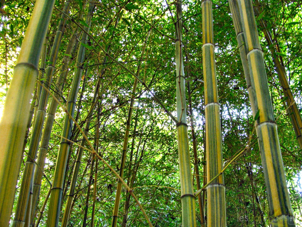 20200703 Phyllostachys Edulis 'Nabeshimana' Planbuisson (11)