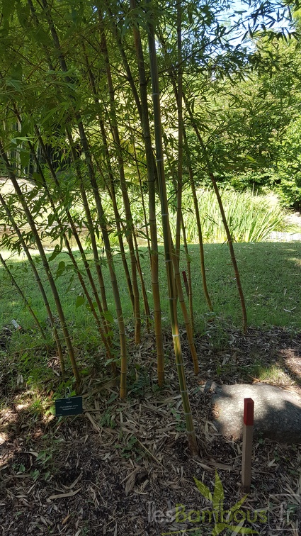 20200822 Phyllostachys Edulis 'Nabeshimana' Anduze (1)