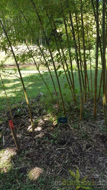 20200822 Phyllostachys Edulis 'Nabeshimana' Anduze (3)