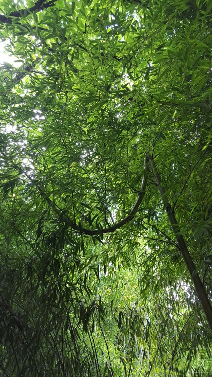 20200703 Phyllostachys Edulis 'Nabeshimana' Planbuisson (5)