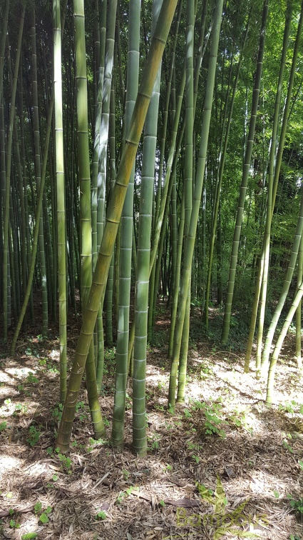 20200703 Phyllostachys Edulis Pubescens Planbuisson (1)
