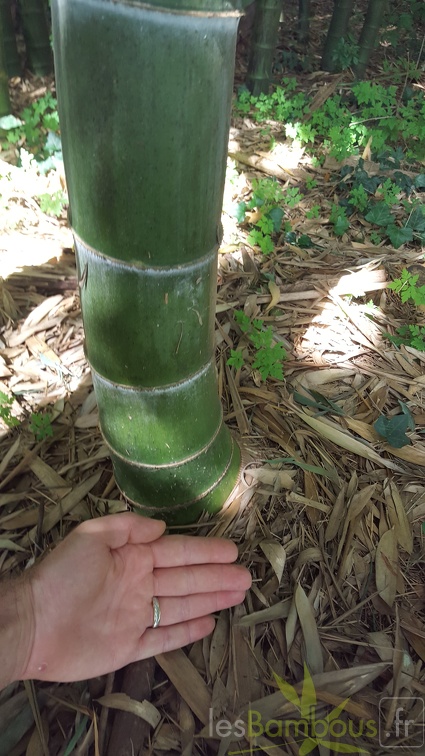 20200703 Phyllostachys Edulis Pubescens Planbuisson (2)
