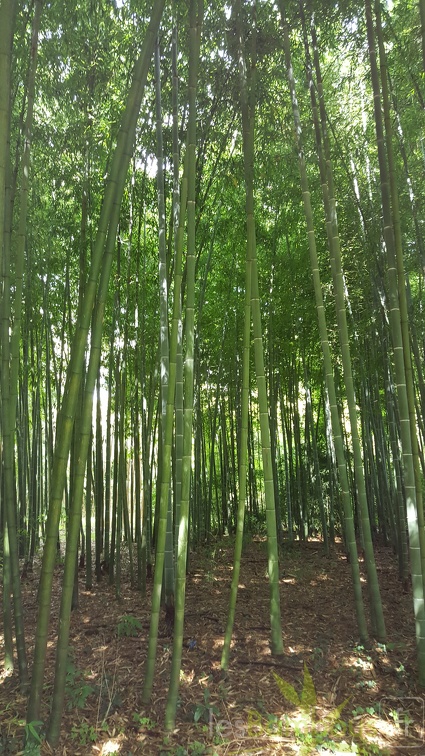 20200703 Phyllostachys Edulis Pubescens Planbuisson (3)