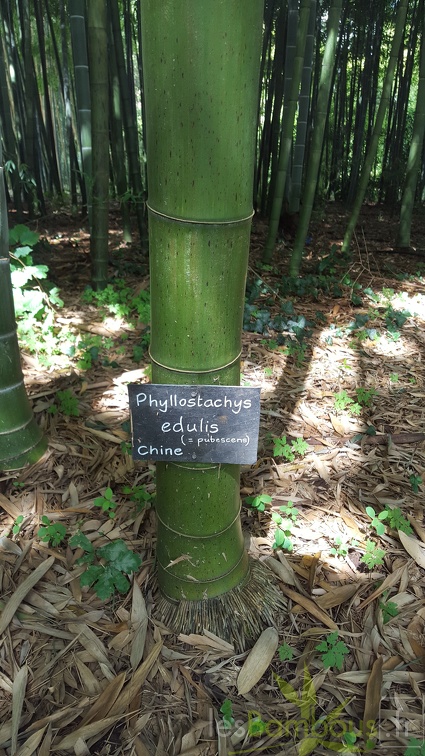 20200703 Phyllostachys Edulis Pubescens Planbuisson (4)