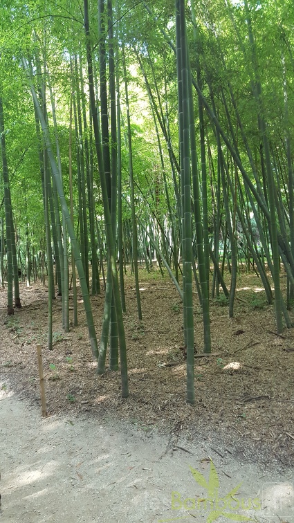 20200822 Phyllostachys Edulis Pubescens Anduze (1)