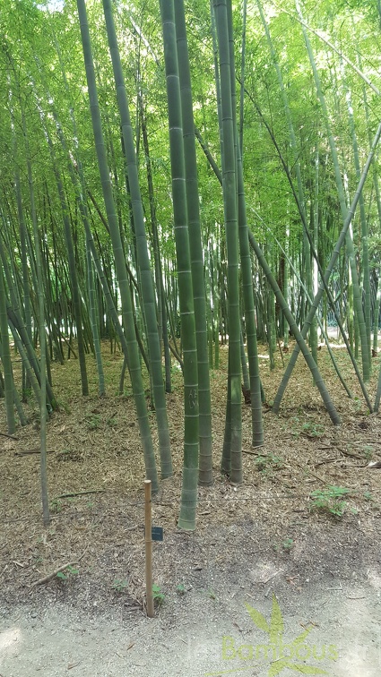 20200822 Phyllostachys Edulis Pubescens Anduze (17)
