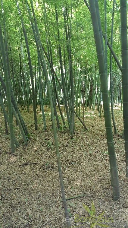 20200822 Phyllostachys Edulis Pubescens Anduze (18)