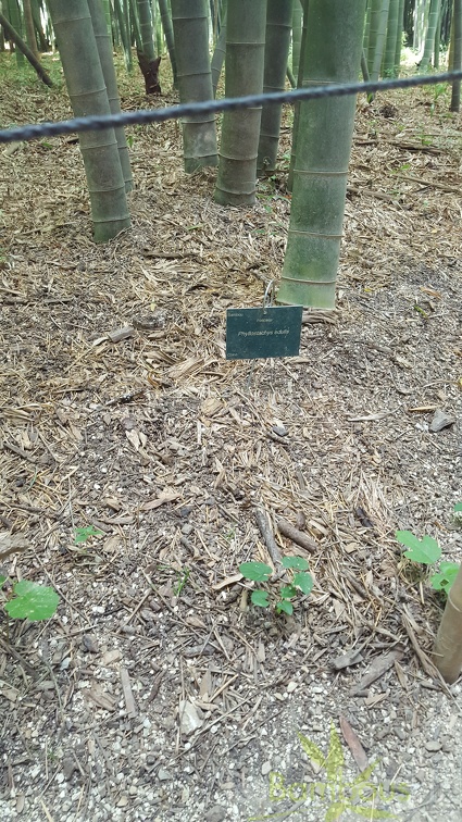 20200822 Phyllostachys Edulis Pubescens Anduze (19)