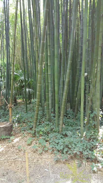20200822 Phyllostachys Edulis Pubescens Anduze (21)