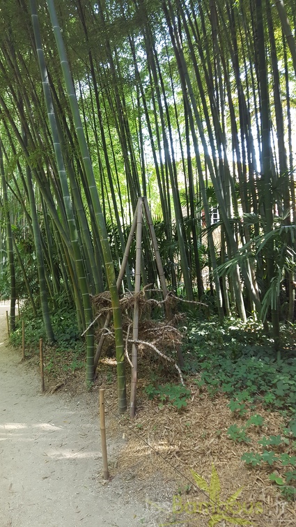 20200822 Phyllostachys Edulis Pubescens Anduze (22)