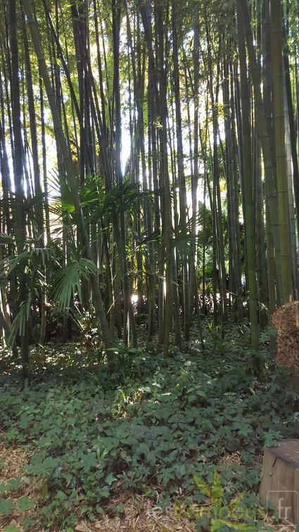 20200822 Phyllostachys Edulis Pubescens Anduze (23)
