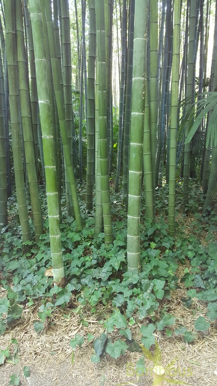 20200822 Phyllostachys Edulis Pubescens Anduze (25)