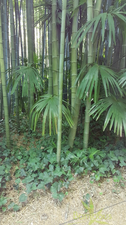 20200822 Phyllostachys Edulis Pubescens Anduze (26)