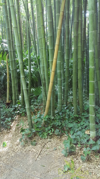 20200822 Phyllostachys Edulis Pubescens Anduze (27)