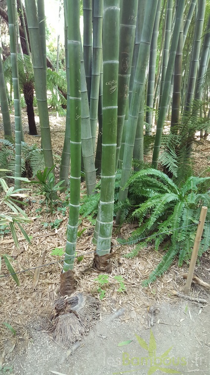 20200822 Phyllostachys Edulis Pubescens Anduze (29)
