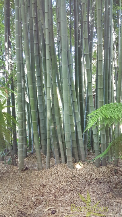 20200822 Phyllostachys Edulis Pubescens Anduze (30)