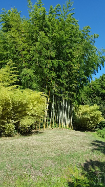 20200822 Phyllostachys Edulis Pubescens Anduze (32)