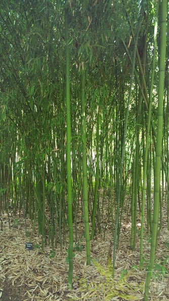 20200703 Phyllostachys Hispida Planbuisson (1)
